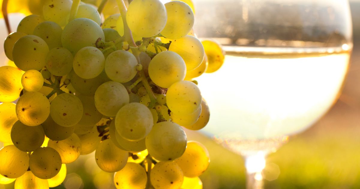 grappolo d'uva bianca con calice di vino