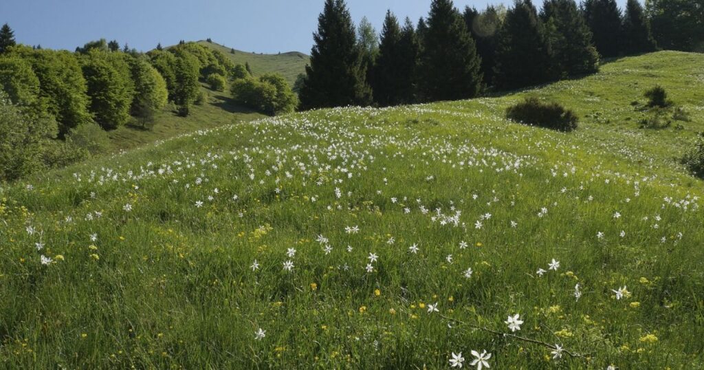 narcisi su un prato